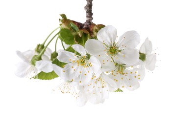 Photo of Spring branch with beautiful blossoms and leaves isolated on white