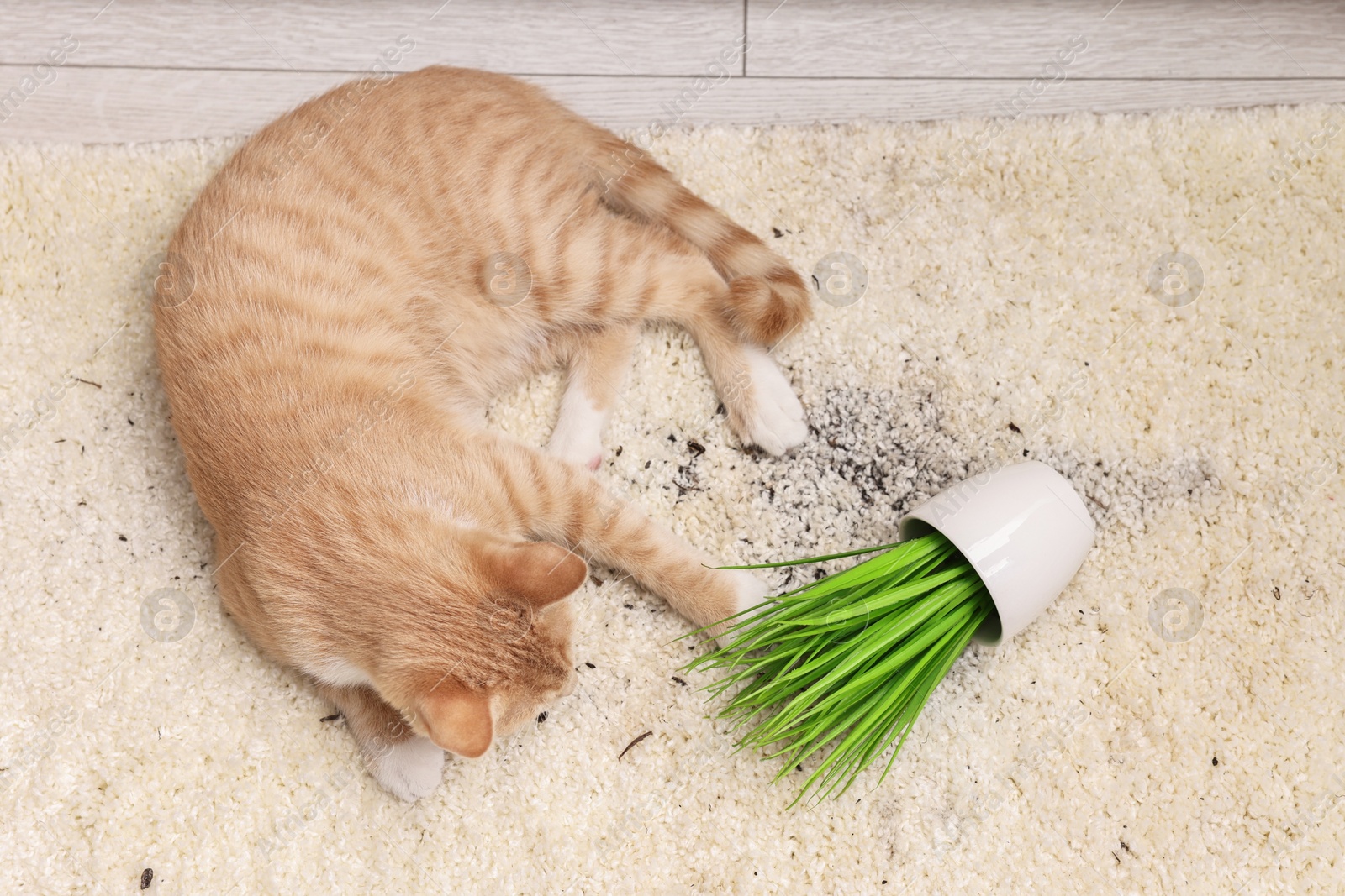 Photo of Cute ginger cat near overturned houseplant on carpet indoors, top view