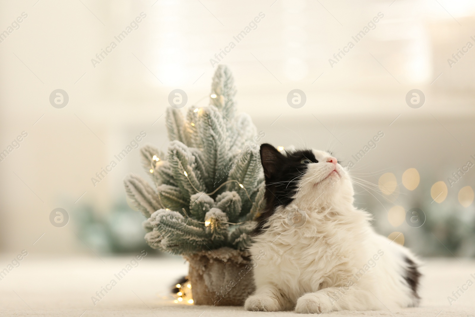 Photo of Adorable cat near decorative Christmas tree on blurred background