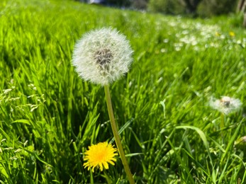 Photo of Beautiful dandelion flowers and green grass growing outdoors