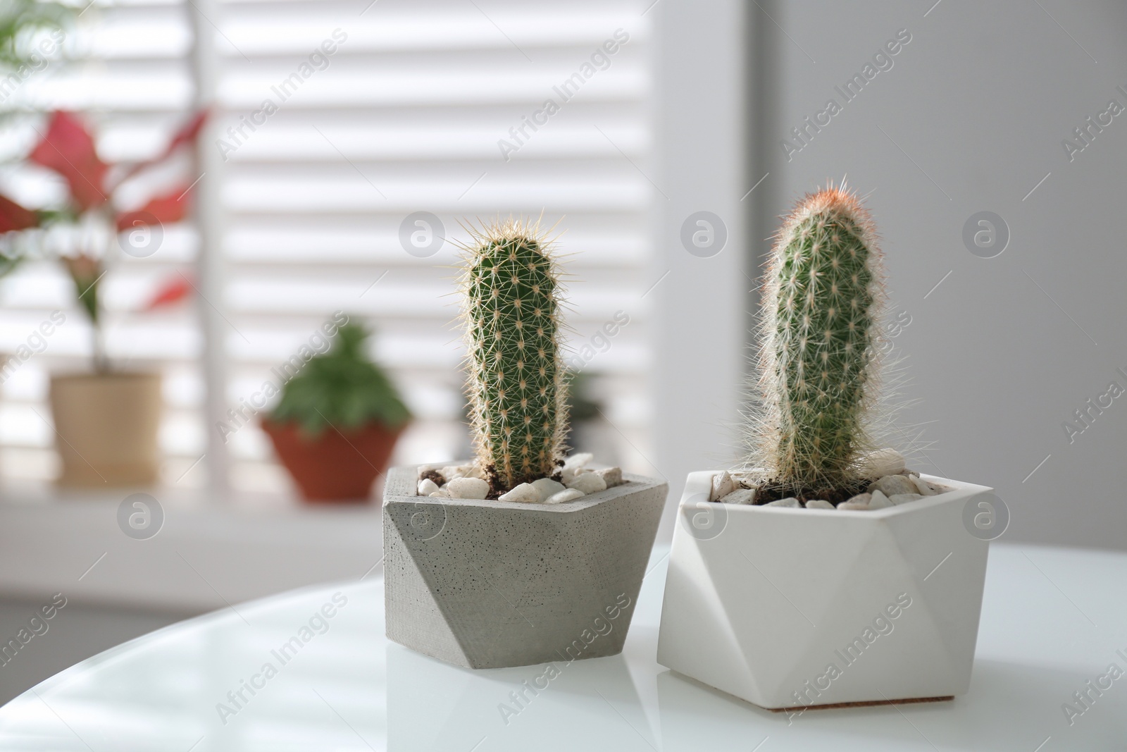 Photo of Beautiful tropical cactus plants in pots on table indoors. House decor