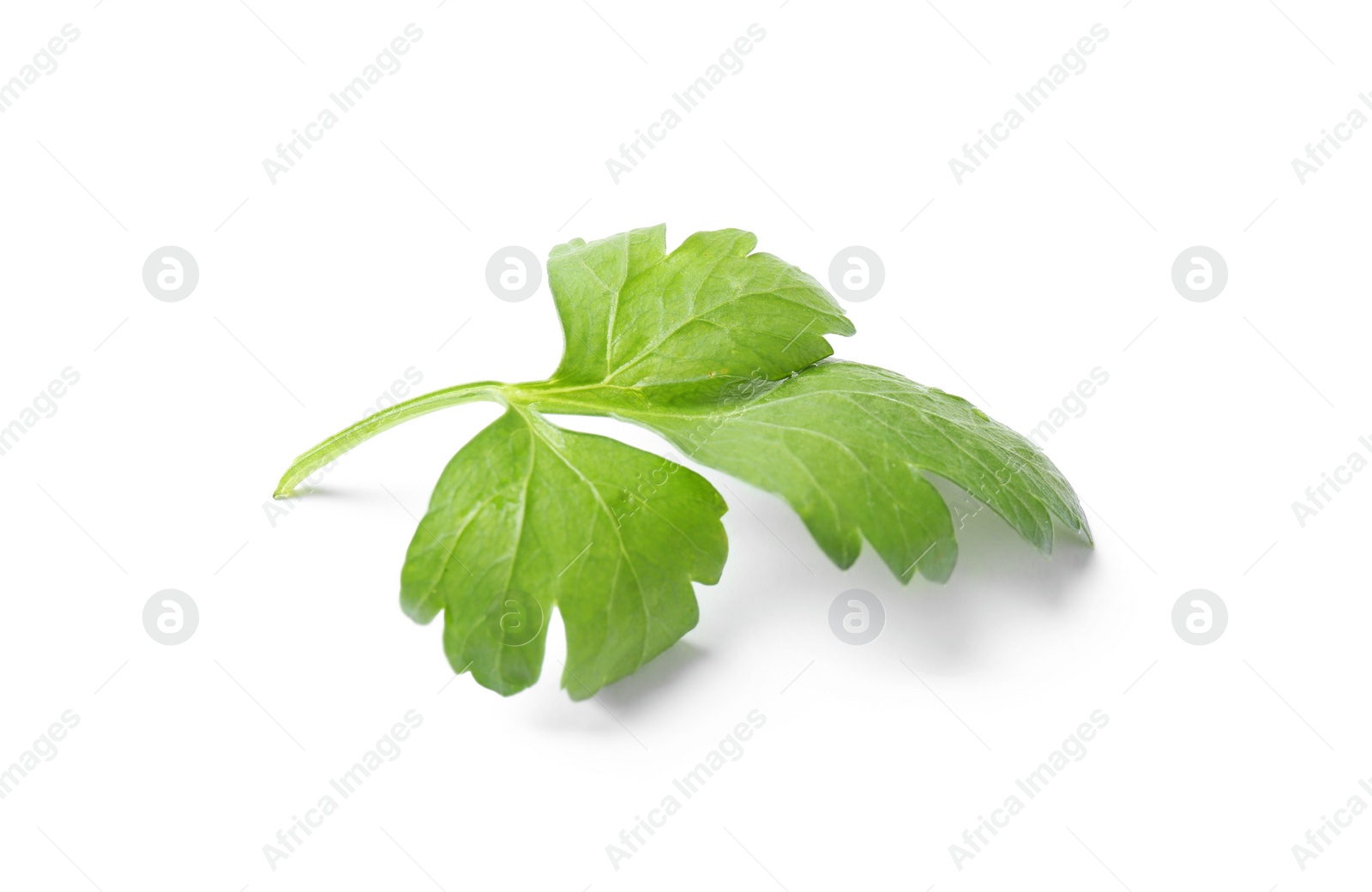 Photo of Fresh green organic parsley on white background