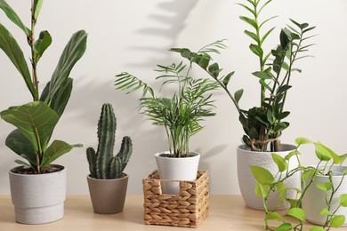 Photo of Green houseplants in pots on wooden table near white wall