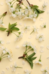 Beautiful spring tree blossoms and petals on beige background, flat lay