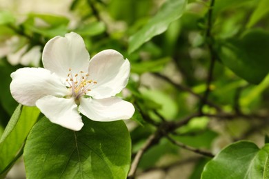 Photo of Blossoming quince tree outdoors, closeup view. Springtime