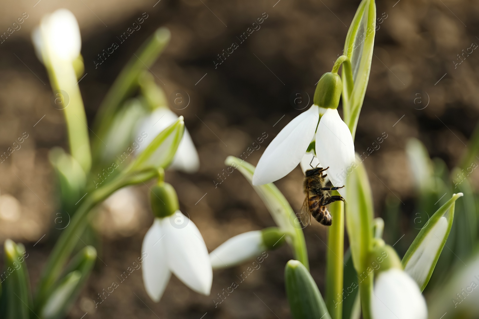 Photo of Bee pollinating beautiful snowdrop outdoors, closeup. Space for text