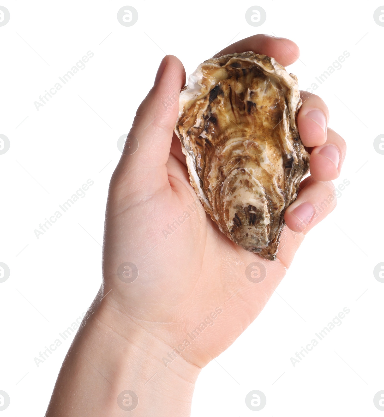 Photo of Man holding oyster on white background, closeup