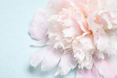 Beautiful peony flower on light blue background, closeup