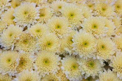Photo of Beautiful chrysanthemum plant with white flowers as background, closeup