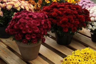 Beautiful different color Chrysanthemum flowers in pots on wooden pallet