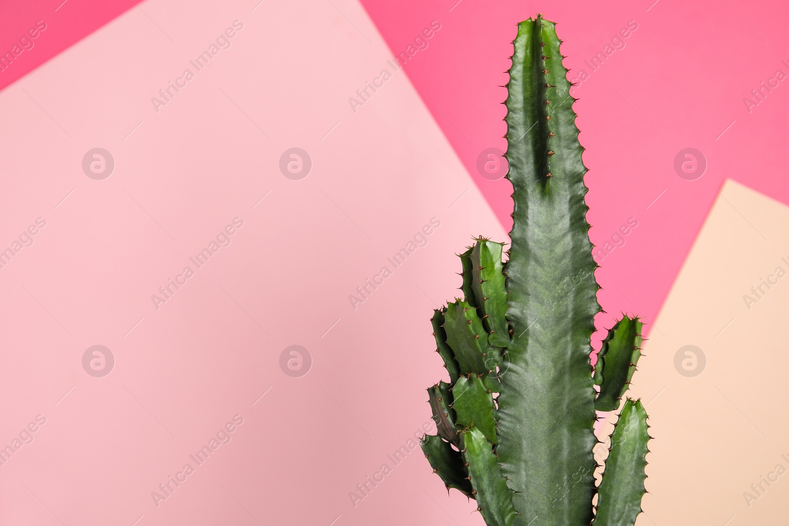 Photo of Beautiful cactus on color background, space for text