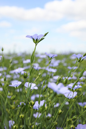 Photo of Closeup view of beautiful blooming flax field