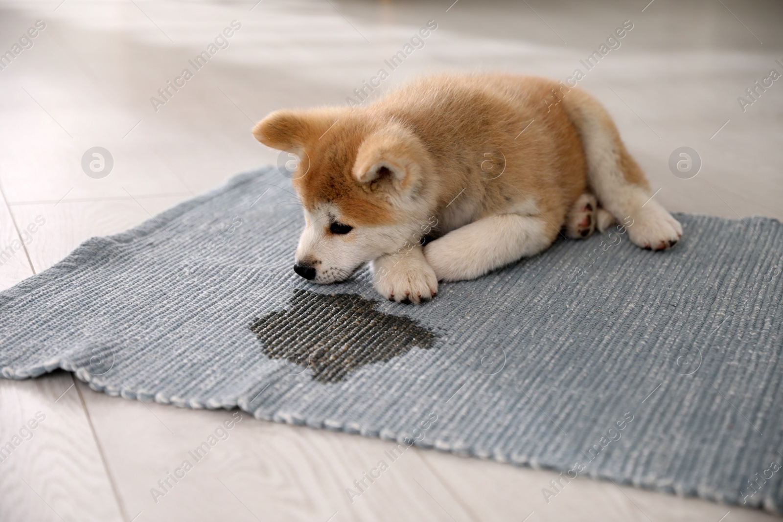 Photo of Adorable akita inu puppy near puddle on rug indoors