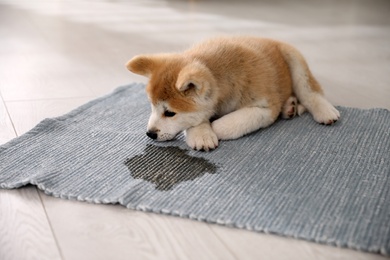 Photo of Adorable akita inu puppy near puddle on rug indoors