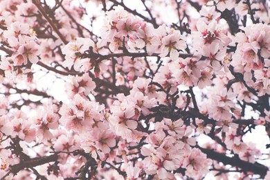 Delicate spring pink cherry blossoms on tree outdoors, closeup