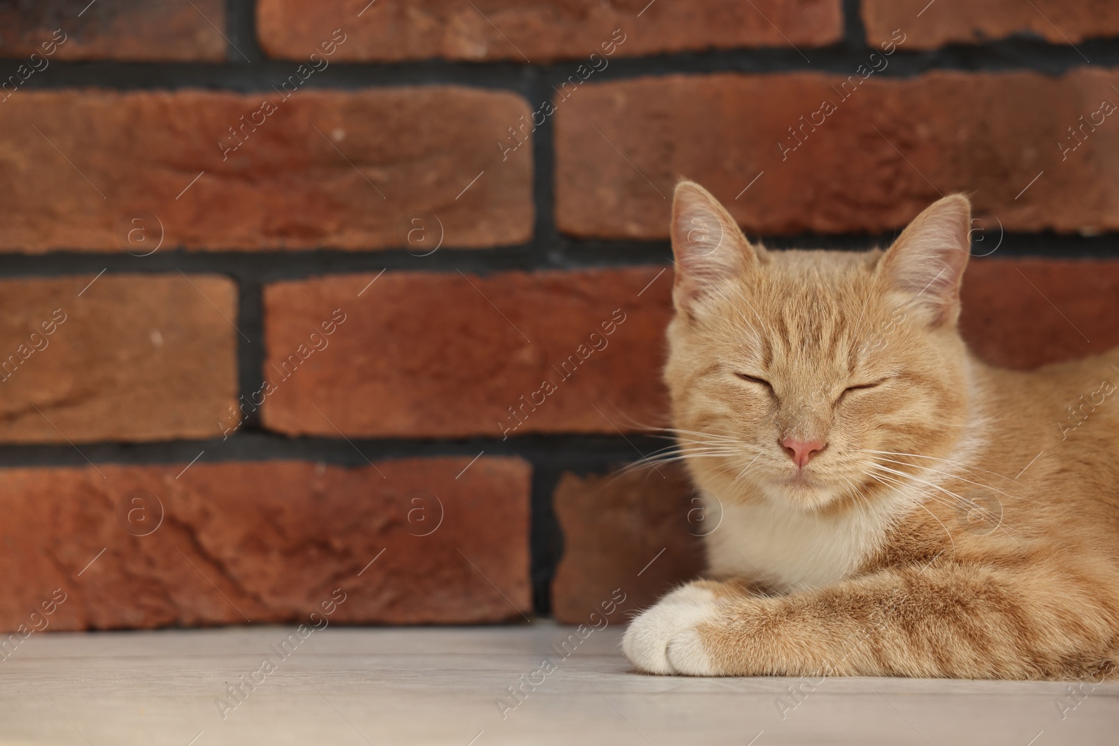 Photo of Cute ginger cat lying on floor near brick wall at home, space for text