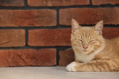 Cute ginger cat lying on floor near brick wall at home, space for text