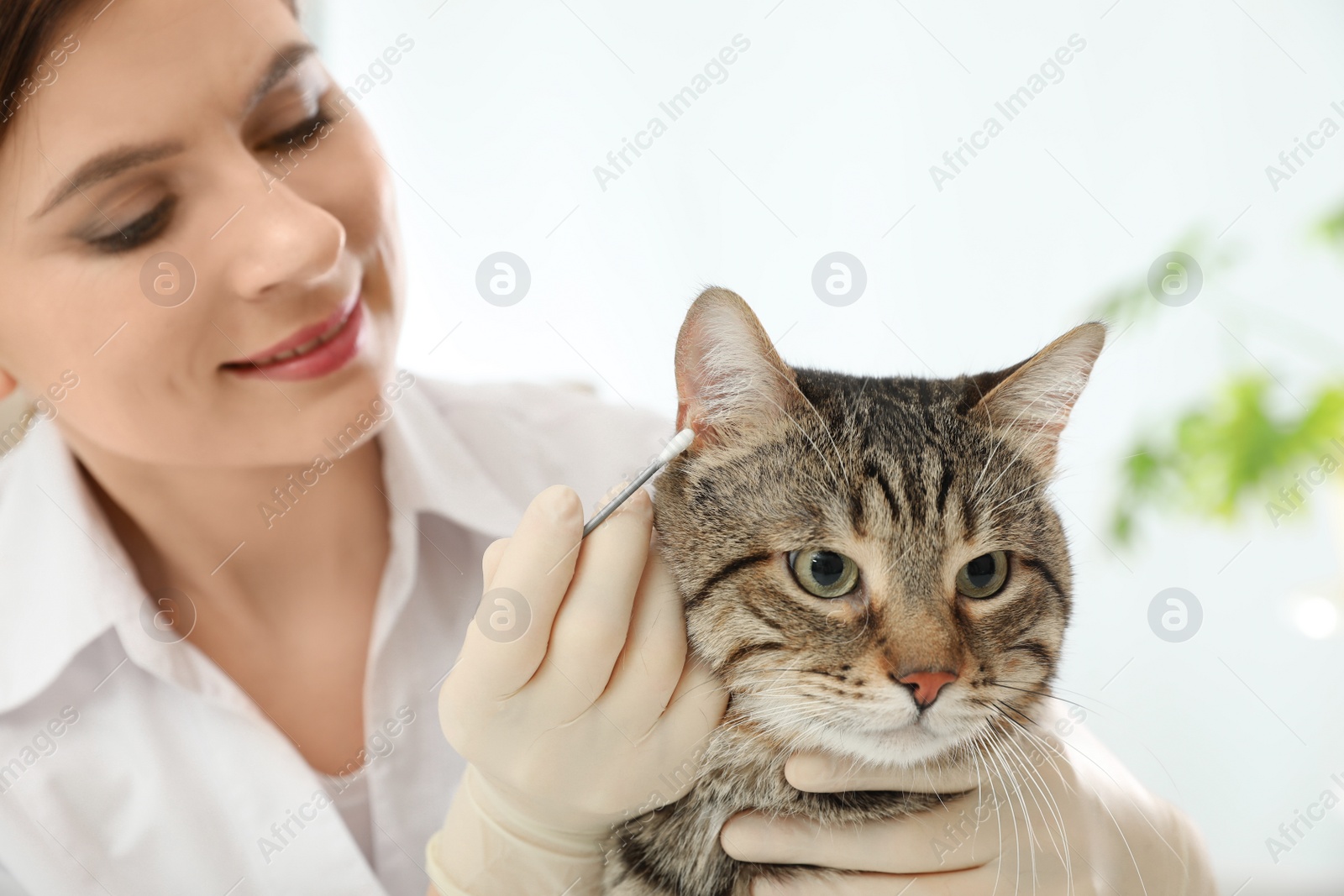 Photo of Professional veterinarian cleaning cat's ears in clinic