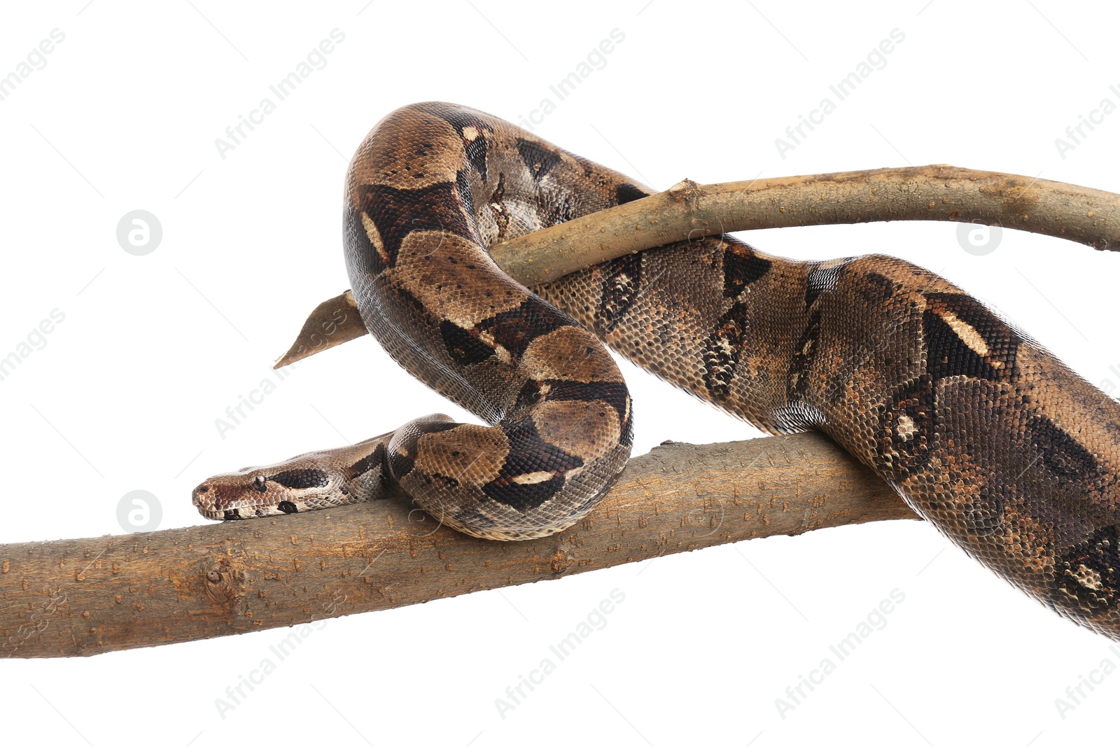 Photo of Brown boa constrictor on tree branch against white background