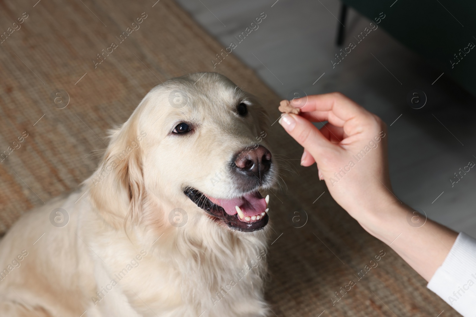 Photo of Woman giving bone shaped pill to cute dog at home, closeup. Vitamins for animal