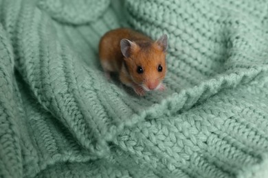 Cute little hamster on green knitted sweater