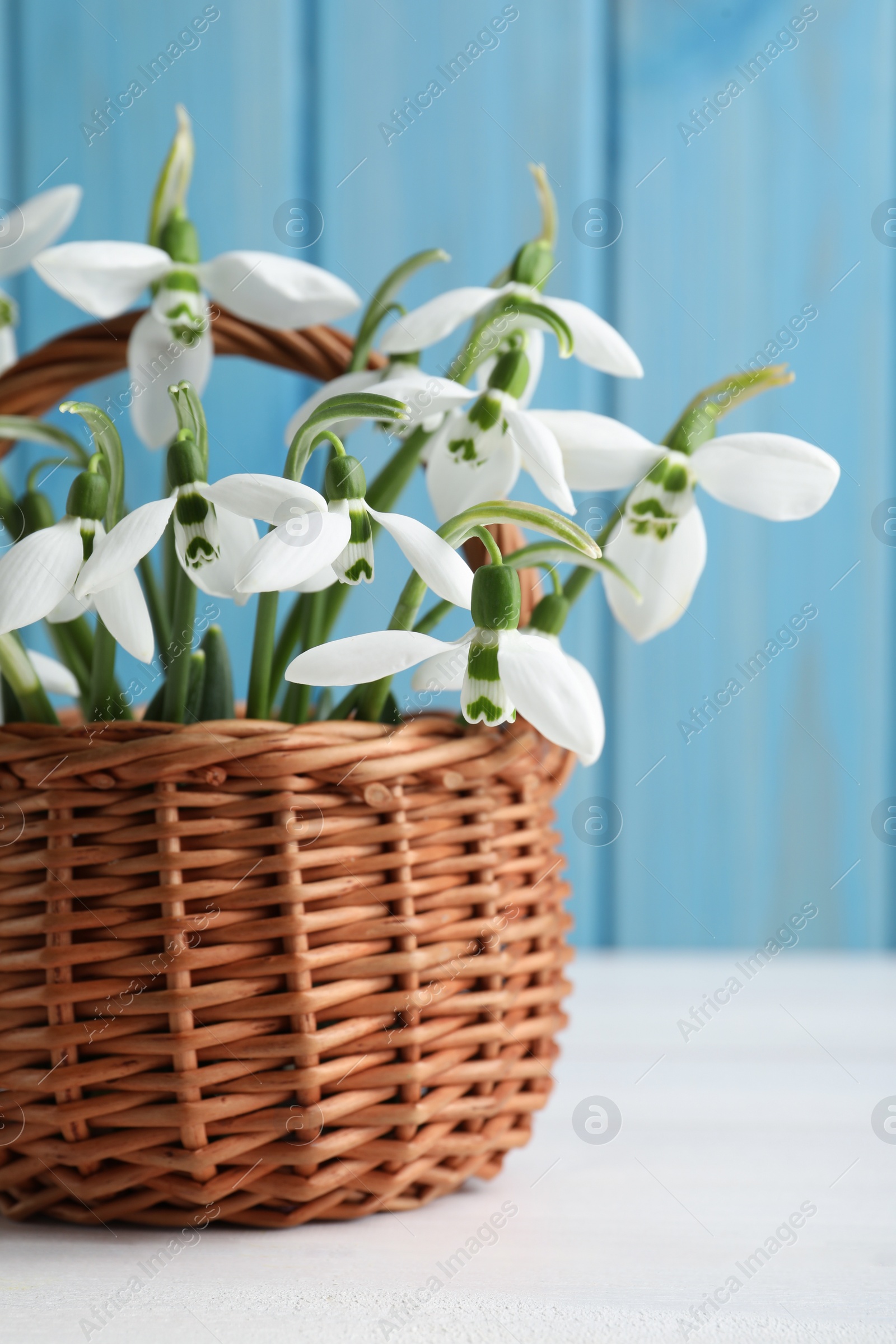 Photo of Beautiful snowdrops in wicker basket on white wooden table