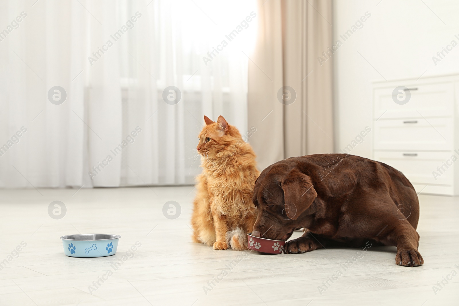 Photo of Cat and dog with feeding bowls together indoors. Fluffy friends