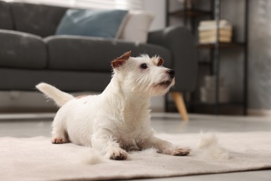 Photo of Cute dog lying on carpet with pet hair at home