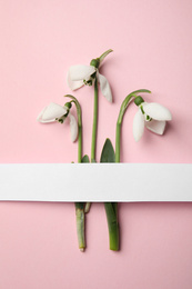 Photo of Fresh spring snowdrop flowers and blank card on pink background, flat lay. Space for text