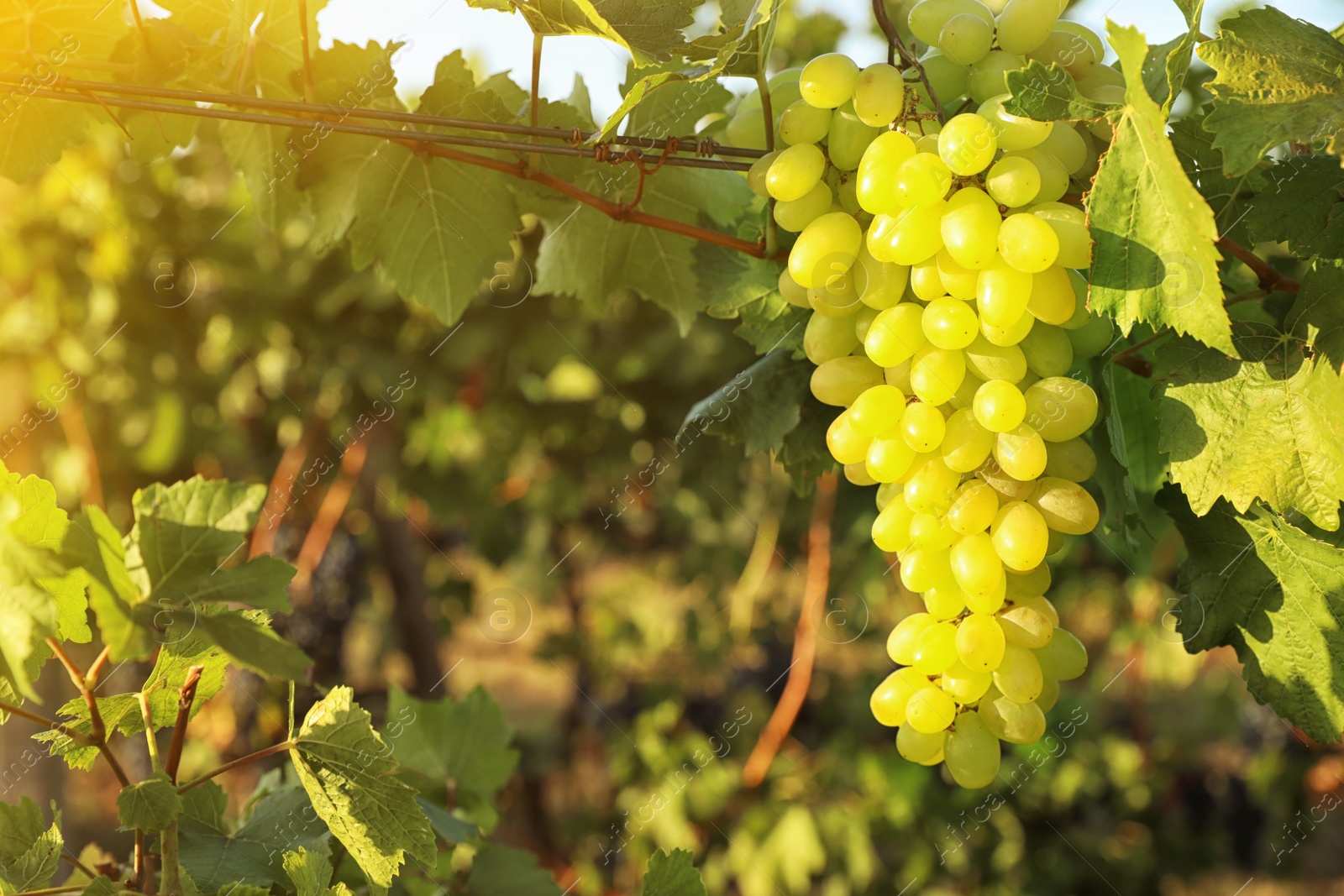 Photo of Delicious ripe grapes in vineyard. Harvest season