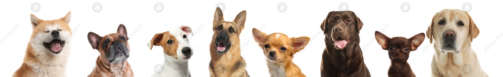 Image of Collage with different dogs on white background. Banner design