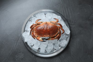Delicious boiled crab with ice cubes on grey table, top view