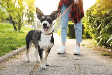 Woman walking her cute dog in park, closeup