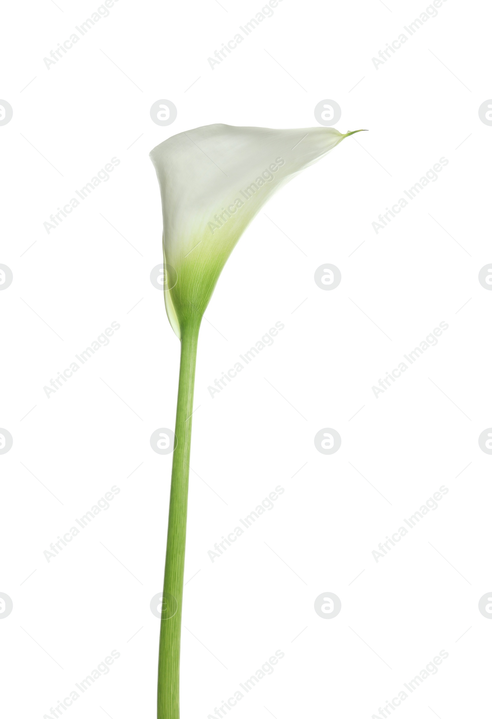 Photo of Beautiful calla lily flower isolated on white