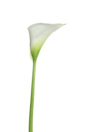 Beautiful calla lily flower isolated on white