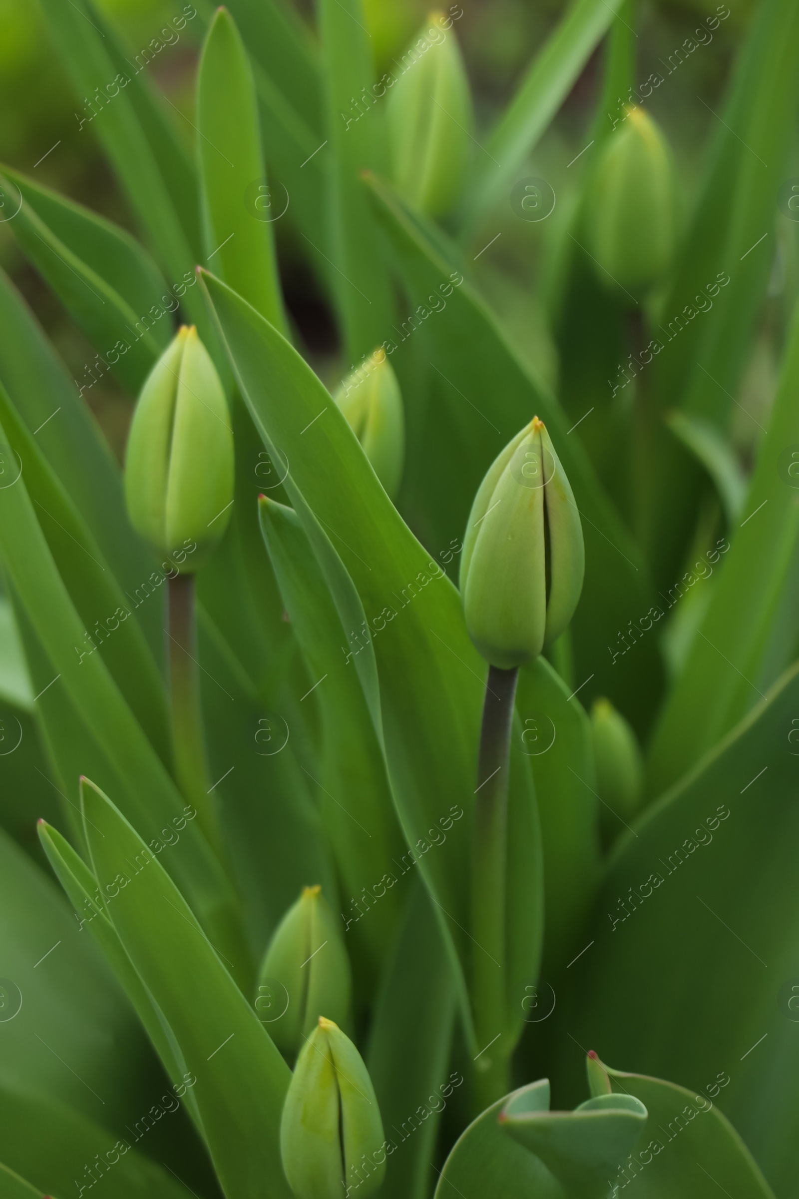 Photo of Beautiful unopened tulip buds outdoors on spring day, closeup