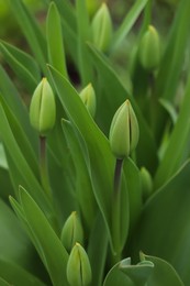 Photo of Beautiful unopened tulip buds outdoors on spring day, closeup