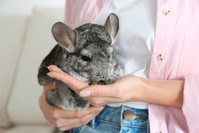 Photo of Woman holding cute chinchilla in room, closeup