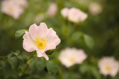 Photo of Closeup view of beautiful blooming briar rose bush outdoors. Space for text