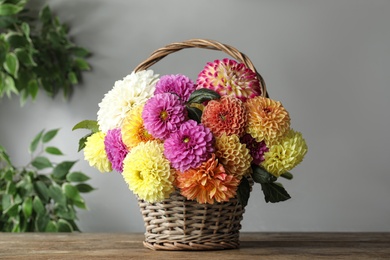 Basket with beautiful dahlia flowers on wooden table indoors