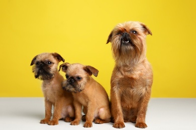 Photo of Studio portrait of funny Brussels Griffon dogs on color background