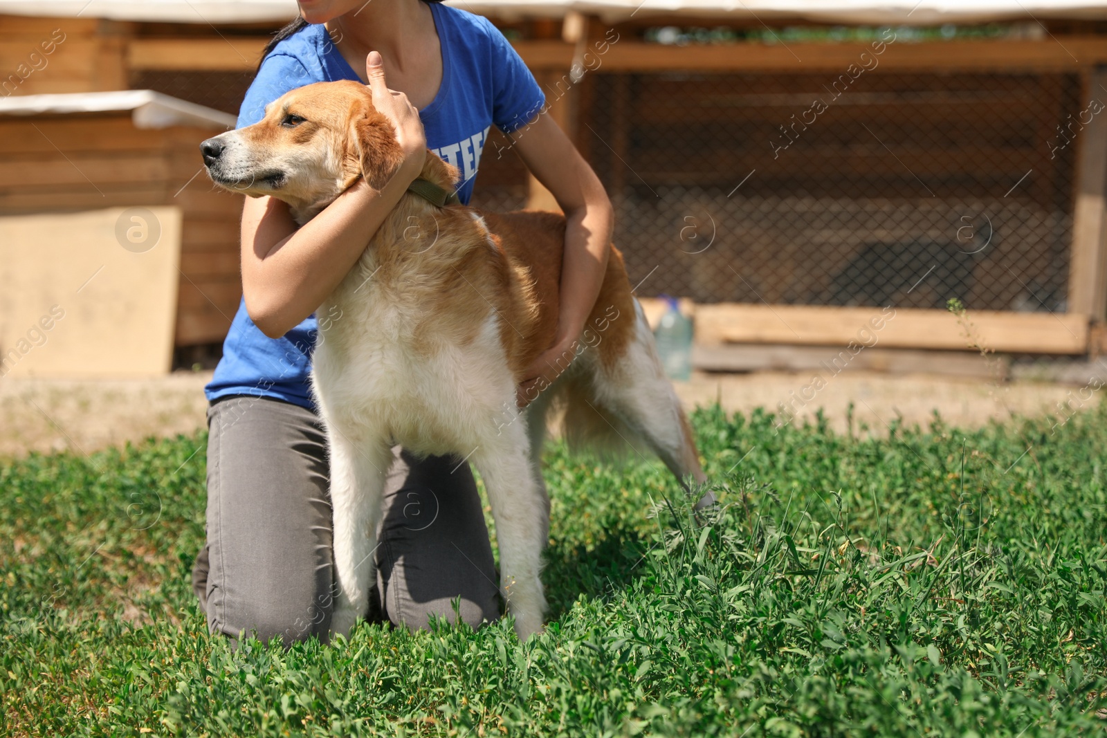 Photo of Woman with homeless dog in animal shelter, space for text. Concept of volunteering