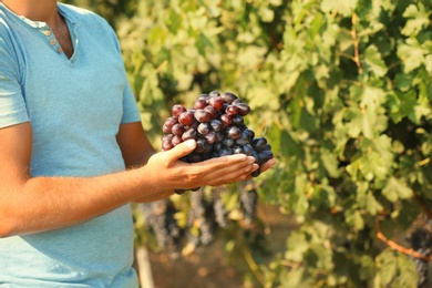 Photo of Man holding bunch of fresh ripe juicy grapes in vineyard, closeup