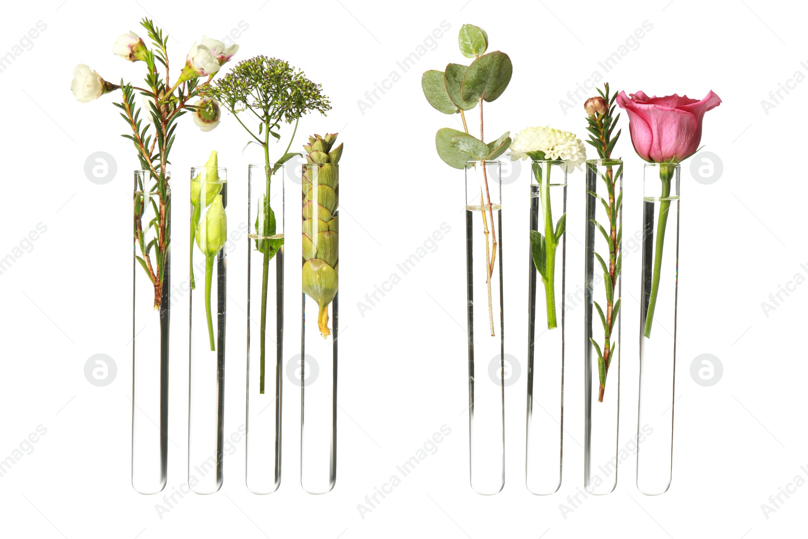 Photo of Different plants in test tubes on white background