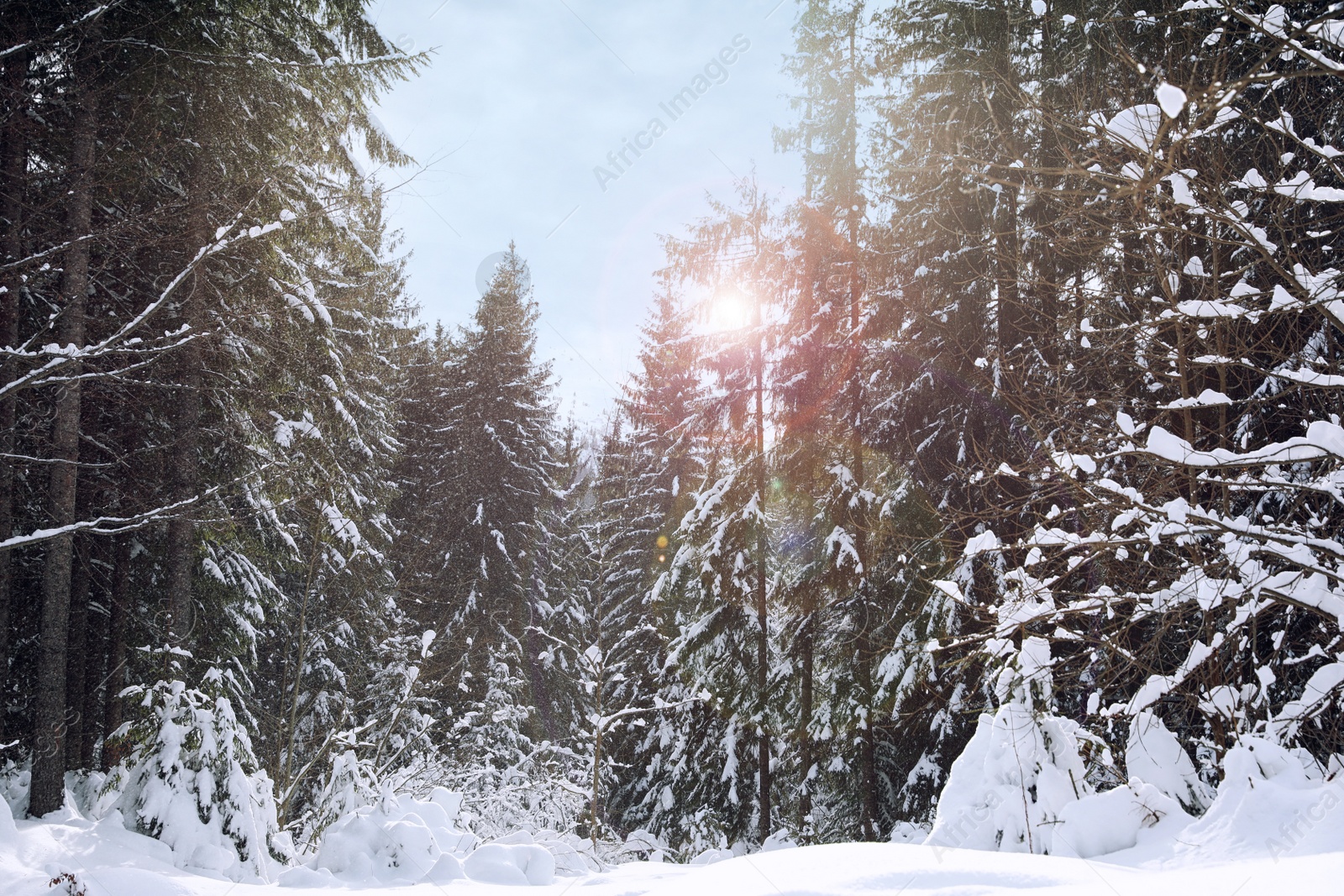 Photo of Picturesque view of snowy coniferous forest on winter day