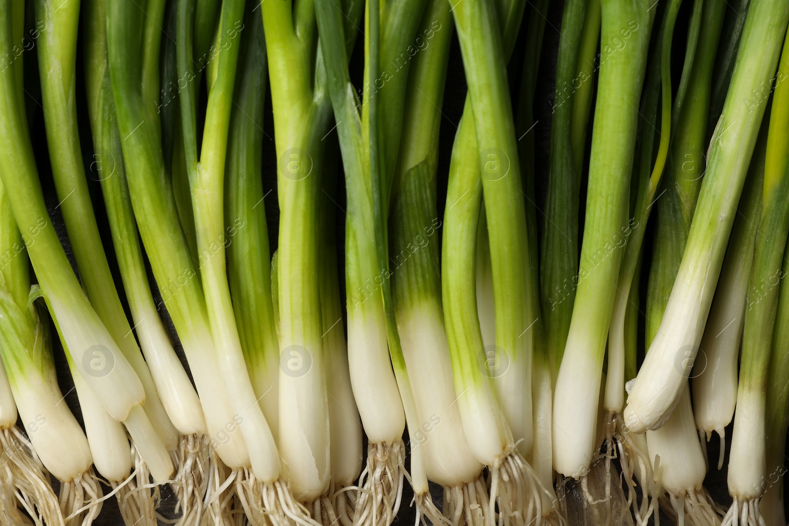 Photo of Fresh green spring onions as background, top view