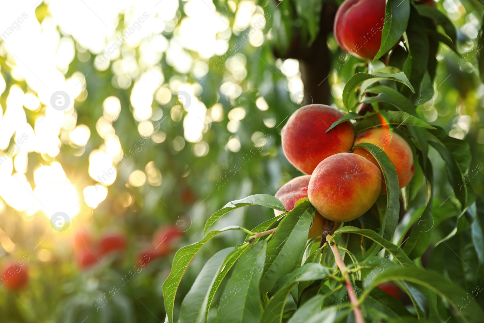 Photo of Fresh ripe peaches on tree in garden