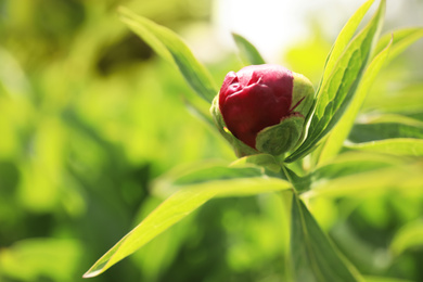 Beautiful red peony bud outdoors on spring day, closeup