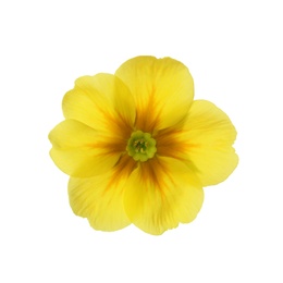 Photo of Beautiful yellow primula (primrose) flower isolated on white. Spring blossom