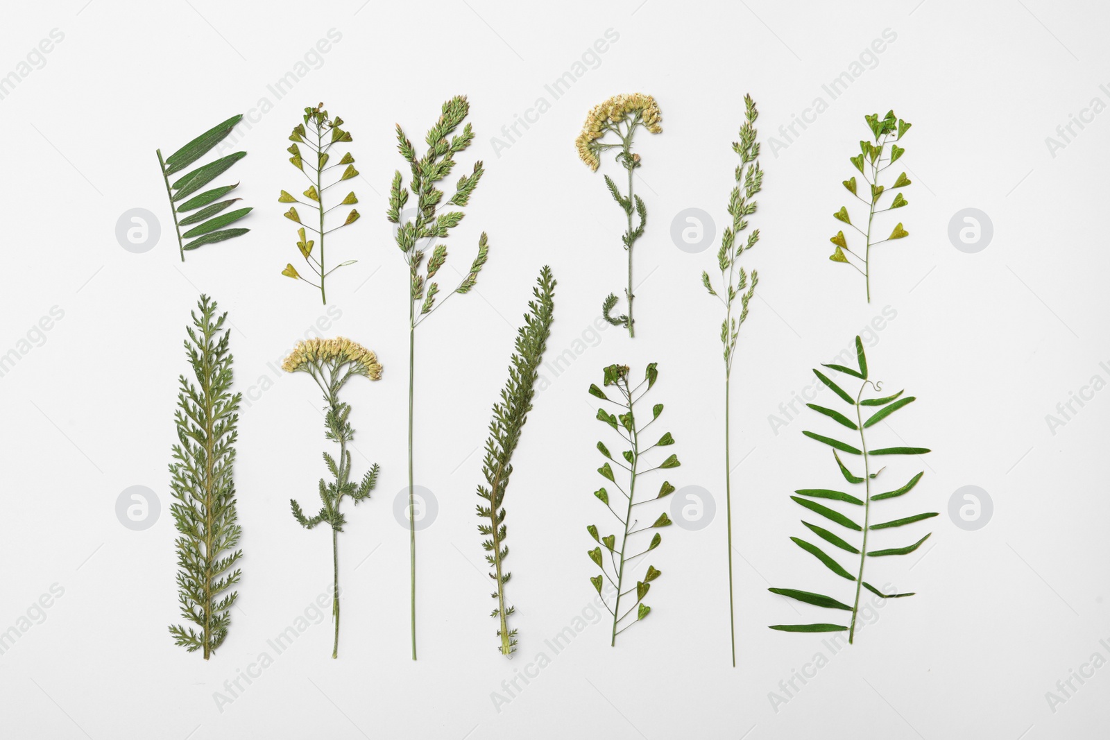 Photo of Wild dried meadow flowers on white background, top view